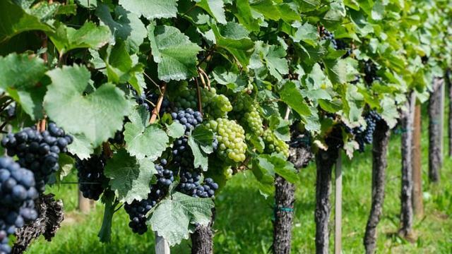 Antica Cascina B&B Borghetto Lodigiano Dış mekan fotoğraf